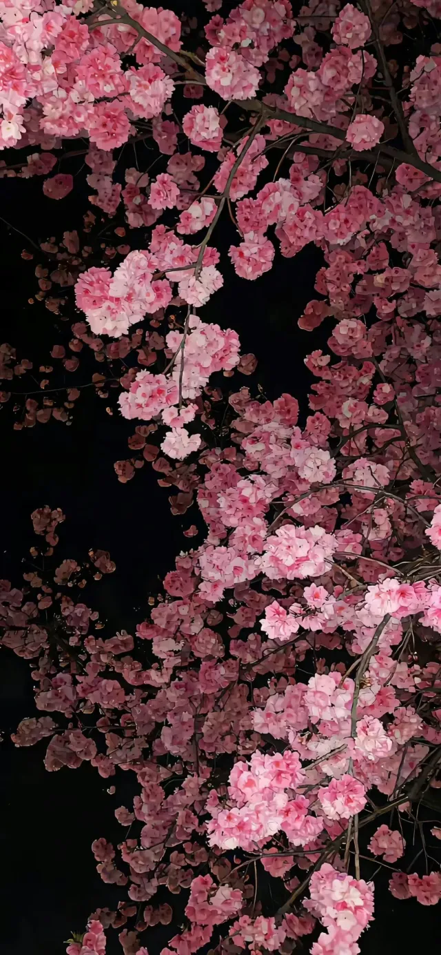 夜空下粉樱盛放浪漫唯美手机壁纸